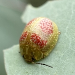 Paropsisterna fastidiosa (Eucalyptus leaf beetle) at Jerrabomberra, NSW - 25 Feb 2022 by SteveBorkowskis