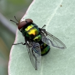 Rutilia (Chrysorutilia) sp. (genus & subgenus) (A Bristle Fly) at Jerrabomberra, NSW - 25 Feb 2022 by Steve_Bok