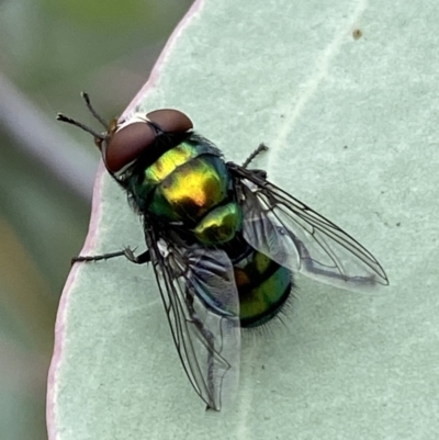 Rutilia (Chrysorutilia) sp. (genus & subgenus) (A Bristle Fly) at Jerrabomberra, NSW - 25 Feb 2022 by SteveBorkowskis