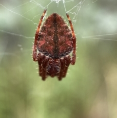 Hortophora sp. (genus) (Garden orb weaver) at Jerrabomberra, NSW - 25 Feb 2022 by Steve_Bok