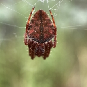 Hortophora sp. (genus) at Jerrabomberra, NSW - 25 Feb 2022