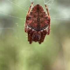 Hortophora sp. (genus) at Jerrabomberra, NSW - 25 Feb 2022