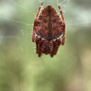 Hortophora sp. (genus) at Jerrabomberra, NSW - 25 Feb 2022