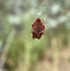 Hortophora sp. (genus) at Jerrabomberra, NSW - 25 Feb 2022