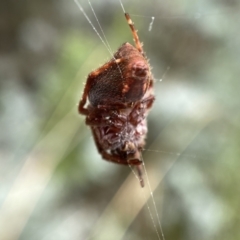 Hortophora sp. (genus) at Jerrabomberra, NSW - 25 Feb 2022