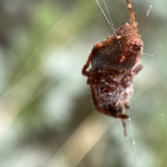 Hortophora sp. (genus) at Jerrabomberra, NSW - 25 Feb 2022