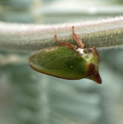 Sextius virescens (Acacia horned treehopper) at Jerrabomberra, NSW - 25 Feb 2022 by Steve_Bok