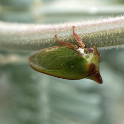 Sextius virescens (Acacia horned treehopper) at Jerrabomberra, NSW - 25 Feb 2022 by Steve_Bok