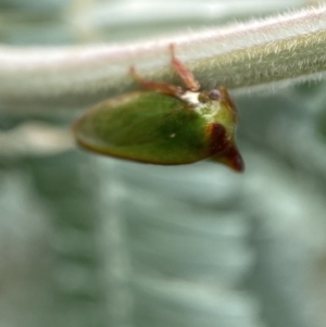 Sextius virescens at Jerrabomberra, NSW - 25 Feb 2022