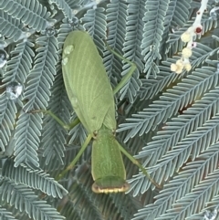 Orthodera ministralis (Green Mantid) at Jerrabomberra, NSW - 25 Feb 2022 by Steve_Bok