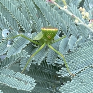 Orthodera ministralis at Jerrabomberra, NSW - 25 Feb 2022