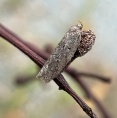 Oecophoridae (family) (Unidentified Oecophorid concealer moth) at Jerrabomberra, NSW - 25 Feb 2022 by SteveBorkowskis