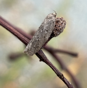 Oecophoridae (family) at Jerrabomberra, NSW - 25 Feb 2022