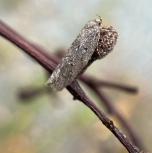 Oecophoridae (family) at Jerrabomberra, NSW - 25 Feb 2022