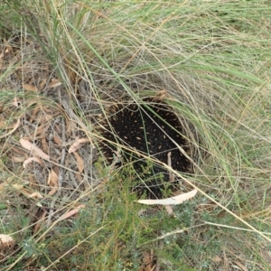 Tachyglossus aculeatus at Aranda, ACT - 22 Feb 2022