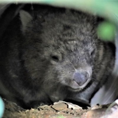 Vombatus ursinus (Common wombat, Bare-nosed Wombat) at Gundaroo, NSW - 25 Feb 2022 by Gunyijan