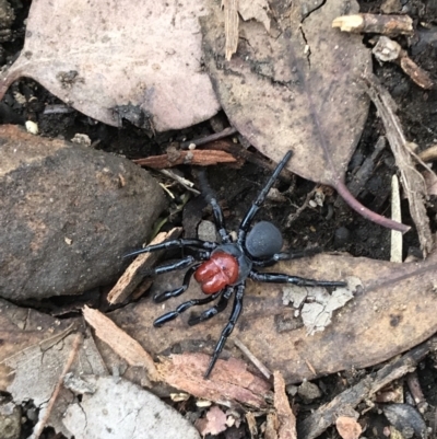 Missulena occatoria (Red-headed Mouse Spider) at Acton, ACT - 6 Jun 2021 by Pirom