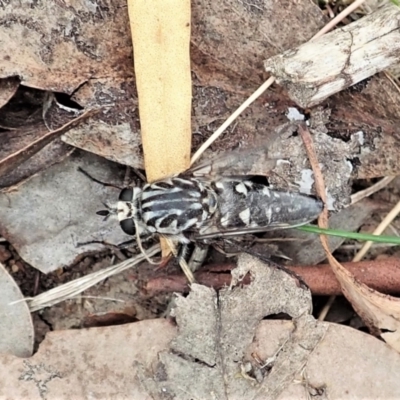 Apiocera moerens (Flower-loving Fly) at Aranda Bushland - 22 Feb 2022 by CathB