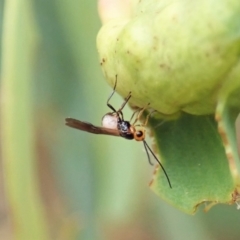 Braconidae (family) (Unidentified braconid wasp) at Aranda, ACT - 22 Feb 2022 by CathB