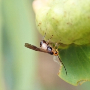 Braconidae (family) at Aranda, ACT - 22 Feb 2022