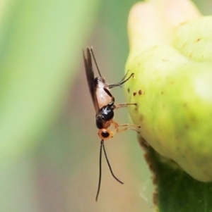 Braconidae (family) at Aranda, ACT - 22 Feb 2022