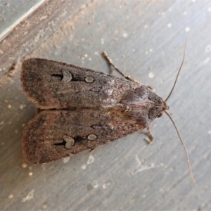 Agrotis infusa at Cook, ACT - 21 Feb 2022