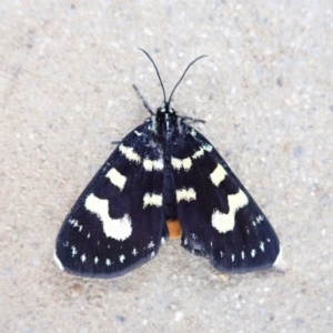 Phalaenoides tristifica at Cook, ACT - 19 Feb 2022 05:59 PM