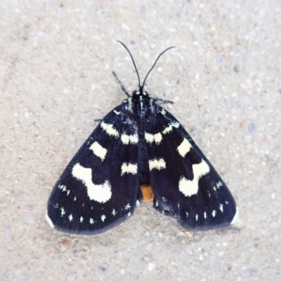 Phalaenoides tristifica (Willow-herb Day-moth) at Aranda Bushland - 19 Feb 2022 by CathB