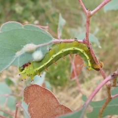 Opodiphthera eucalypti (Emperor Gum Moth) at Aranda, ACT - 22 Feb 2022 by CathB