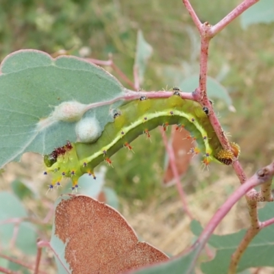 Opodiphthera eucalypti (Emperor Gum Moth) at Aranda Bushland - 22 Feb 2022 by CathB