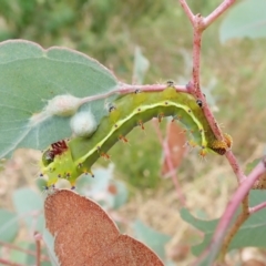 Opodiphthera eucalypti at Aranda, ACT - 22 Feb 2022