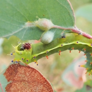 Opodiphthera eucalypti at Aranda, ACT - 22 Feb 2022