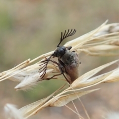 Euctenia sp. (genus) (Wedge-shaped beetle) at Aranda, ACT - 22 Feb 2022 by CathB