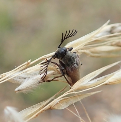 Euctenia sp. (genus) (Wedge-shaped beetle) at Aranda, ACT - 22 Feb 2022 by CathB