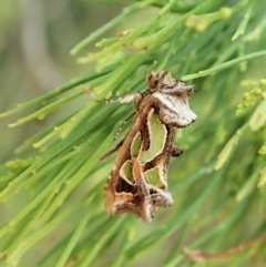 Cosmodes elegans (Green Blotched Moth) at Molonglo Valley, ACT - 24 Feb 2022 by CathB