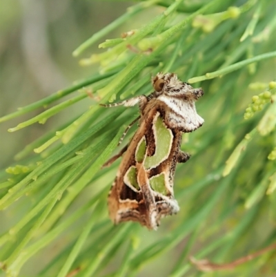 Cosmodes elegans (Green Blotched Moth) at Aranda Bushland - 24 Feb 2022 by CathB