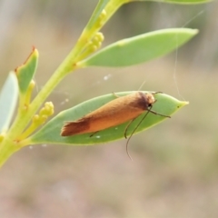 Phauloplana illuta at Molonglo Valley, ACT - 24 Feb 2022 01:03 PM