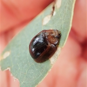 Paropsisterna cloelia at Cook, ACT - 24 Feb 2022 11:24 AM