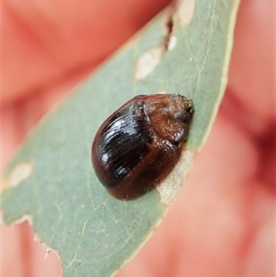 Paropsisterna cloelia (Eucalyptus variegated beetle) at Mount Painter - 24 Feb 2022 by CathB