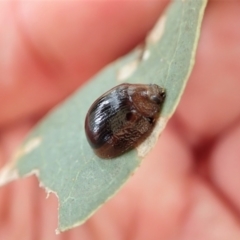 Paropsisterna cloelia at Cook, ACT - 24 Feb 2022 11:24 AM