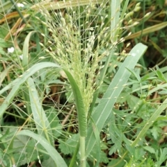 Panicum capillare/hillmanii (Exotic/Invasive Panic Grass) at Molonglo Valley, ACT - 24 Feb 2022 by CathB