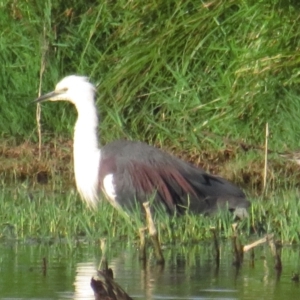 Ardea pacifica at Fyshwick, ACT - 16 Jan 2021 07:49 AM