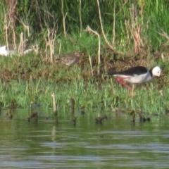 Himantopus leucocephalus (Pied Stilt) at Fyshwick, ACT - 16 Jan 2021 by tom.tomward@gmail.com