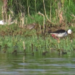 Himantopus leucocephalus (Pied Stilt) at Jerrabomberra Wetlands - 15 Jan 2021 by tom.tomward@gmail.com