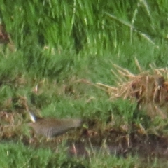 Porzana fluminea (Australian Spotted Crake) at Fyshwick, ACT - 15 Jan 2021 by tom.tomward@gmail.com