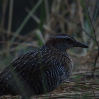 Gallirallus philippensis (Buff-banded Rail) at Watson Green Space - 23 Jan 2021 by BenW