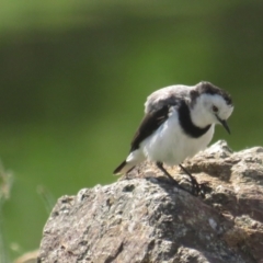 Epthianura albifrons (White-fronted Chat) at National Arboretum Forests - 6 Mar 2021 by tom.tomward@gmail.com