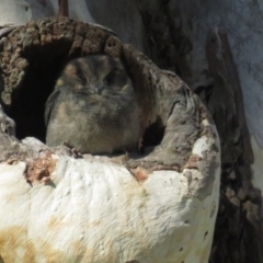 Aegotheles cristatus (Australian Owlet-nightjar) at Acton, ACT - 27 Mar 2021 by tom.tomward@gmail.com