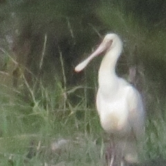 Platalea flavipes (Yellow-billed Spoonbill) at Isabella Plains, ACT - 6 Apr 2021 by BenW