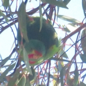 Lathamus discolor at Jerrabomberra, ACT - 24 Apr 2021